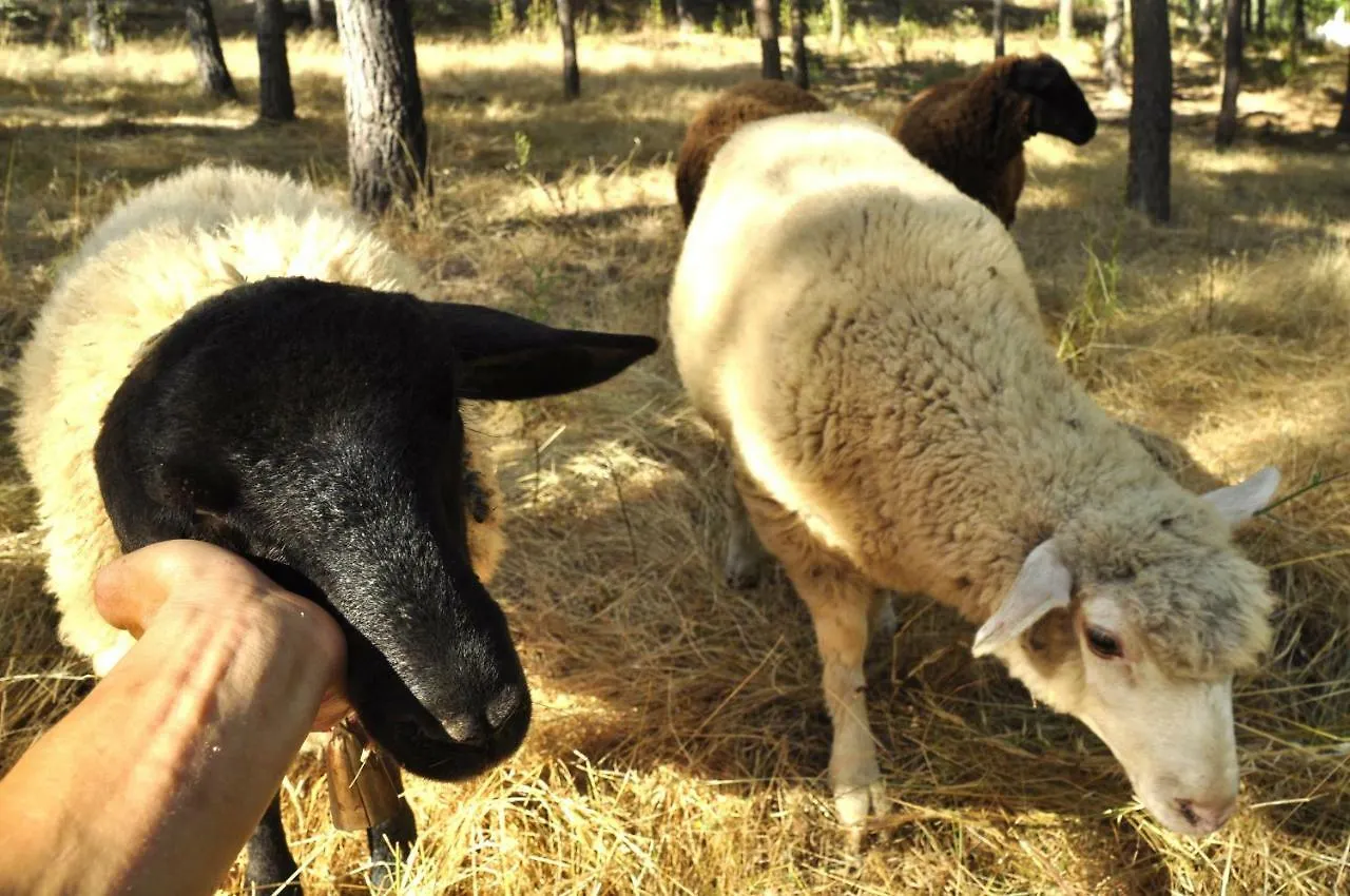 Quinta Alma - Ecological Retreat Farm Hotel Aljezur Campismo de Luxo